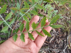 Schinus lentiscifolia