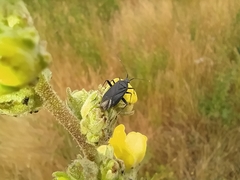 Calocoris nemoralis