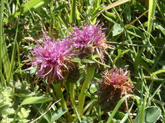 Centaurea borjae