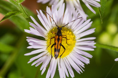 Stenurella septempunctata