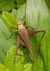 Eneoptera surinamensis