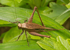 Eneoptera surinamensis