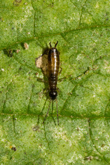 Apterygida albipennis