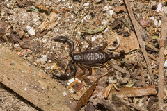 Euscorpius