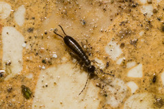 Apterygida albipennis