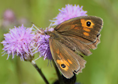 Maniola jurtina