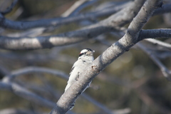 Dryobates pubescens