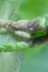 Insecta