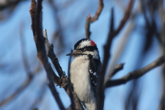 Dryobates pubescens