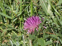 Centaurea borjae