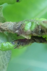 Insecta