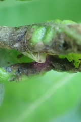 Insecta