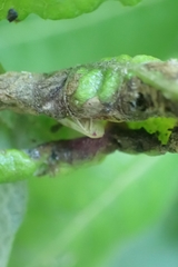 Insecta