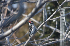 Dryobates pubescens