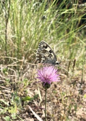 Melanargia lachesis