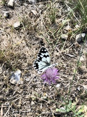 Melanargia lachesis