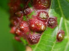 Didymomyia tiliacea