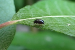 Cryptocephalus