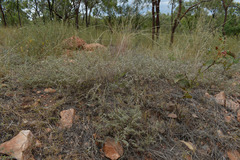 Indigofera linnaei