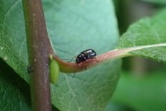 Cryptocephalus