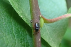 Cryptocephalus