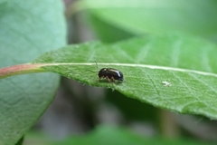 Cryptocephalus