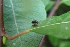 Cryptocephalus