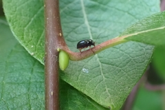 Cryptocephalus