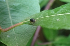 Cryptocephalus