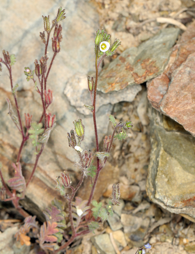 Limestone phacelia (Phacelia affinis)