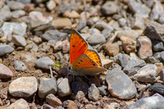 Lycaena asabinus
