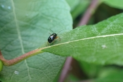 Cryptocephalus