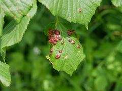 Didymomyia tiliacea