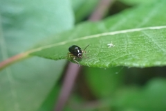Cryptocephalus