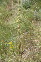 Silene chersonensis