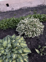 Hosta