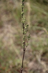 Silene chersonensis