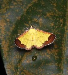 Corymica latimarginata