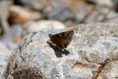 Erynnis marloyi