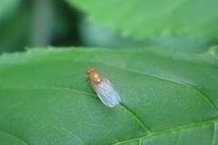 Homoneura