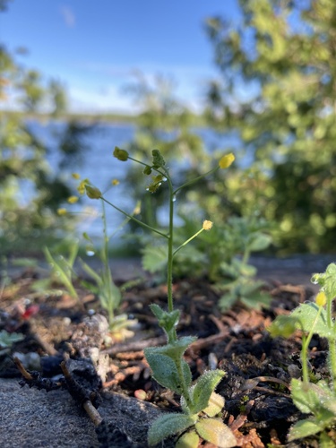 Woodland draba (Draba nemorosa)