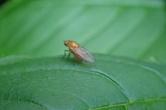 Homoneura