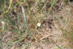 Astragalus pseudotataricus