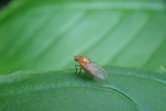 Homoneura