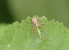 Megaloceroea recticornis