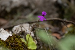 Pinguicula moranensis