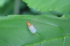 Homoneura