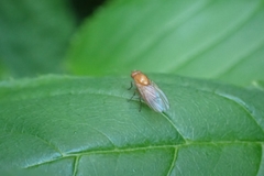 Homoneura