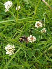 Bombus monticola