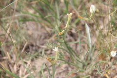 Astragalus pseudotataricus